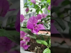 316 स्टेनलेस स्टील केबल बालकनी 100 किलोग्राम भार क्षमता के साथ अदृश्य ग्रिल